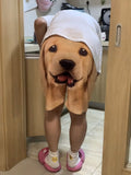 Cute Golden Retriever Shorts